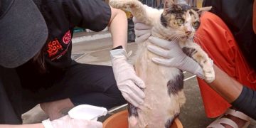 มูลนิธิซอยด๊อกลงพื้นที่ช่วยสุนัขและแมวน้ำท่วมหาดใหญ่