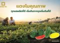 เจียไต๋ชูแนวคิด “ทุกผลผลิตที่ดี เริ่มต้นจากจุดเริ่มต้นที่ดี“ ต่อยอดความเชี่ยวชาญด้านเมล็ดพันธุ์แตงโม เพื่อผลผลิตที่มีคุณภาพของเกษตรกร